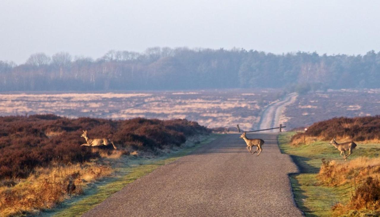 Heerlijke Vakantiewoning Veluwse Bossen Putten Dış mekan fotoğraf