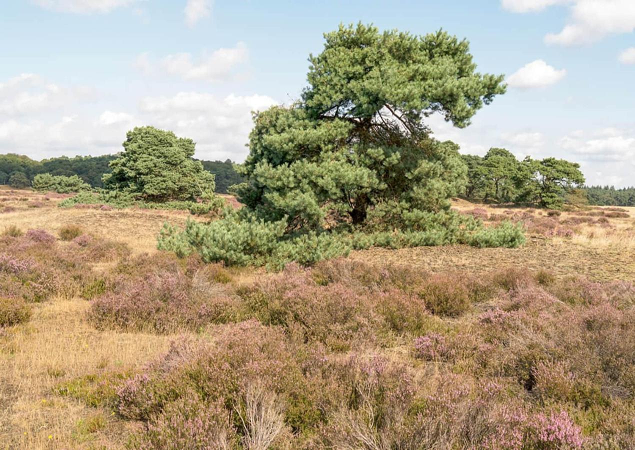 Heerlijke Vakantiewoning Veluwse Bossen Putten Dış mekan fotoğraf